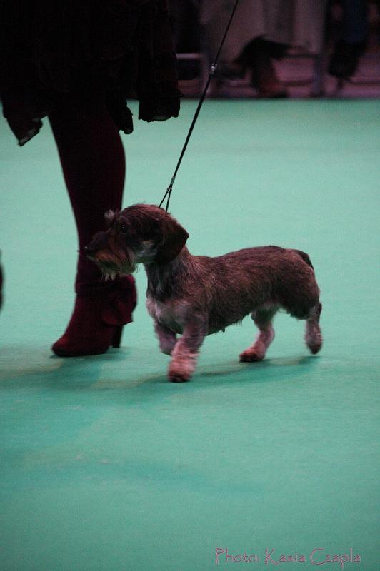 Crufts2011_2 1611.jpg